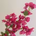 Hot Pink Becca Bougainvillea