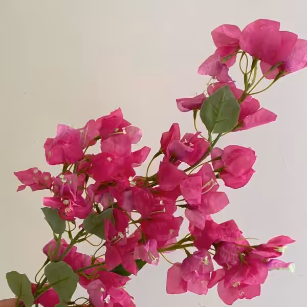 Hot Pink Becca Bougainvillea