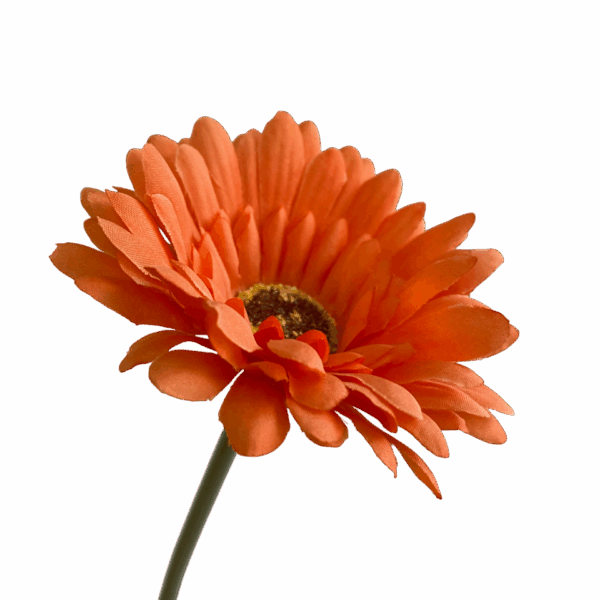Orange Sophie Daisy