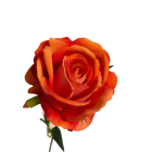 Orange Bella Velvet Rose