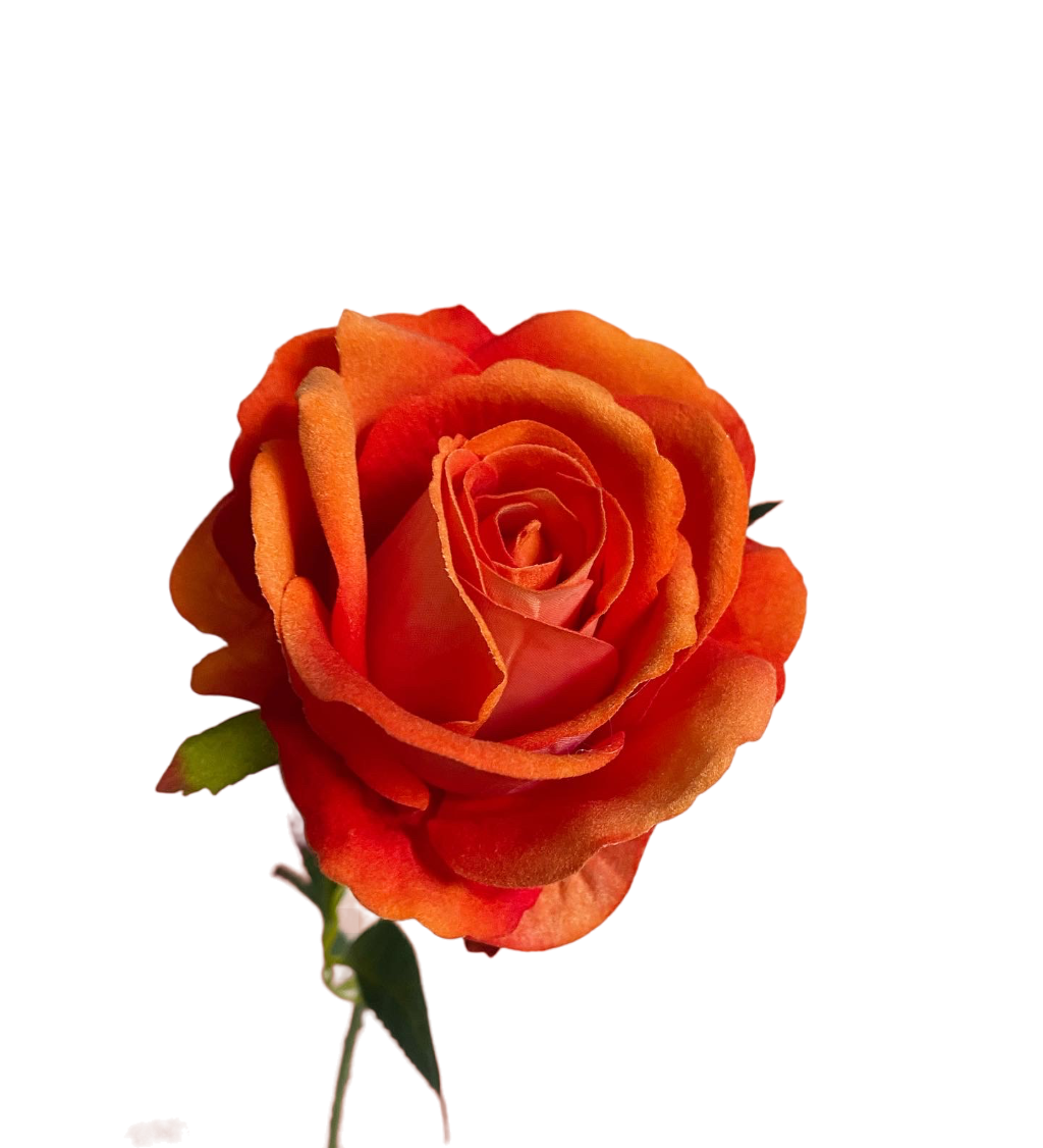 Orange Bella Velvet Rose