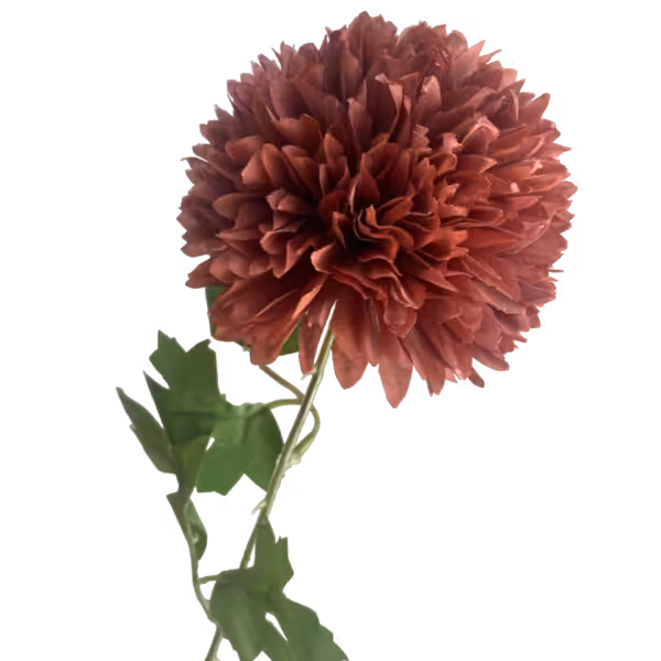 Brown Isla Chrysanthemum