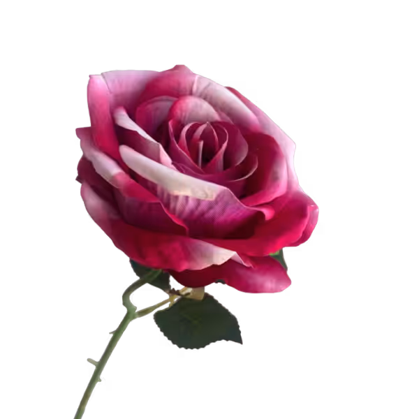 Candy Bella Velvet Rose