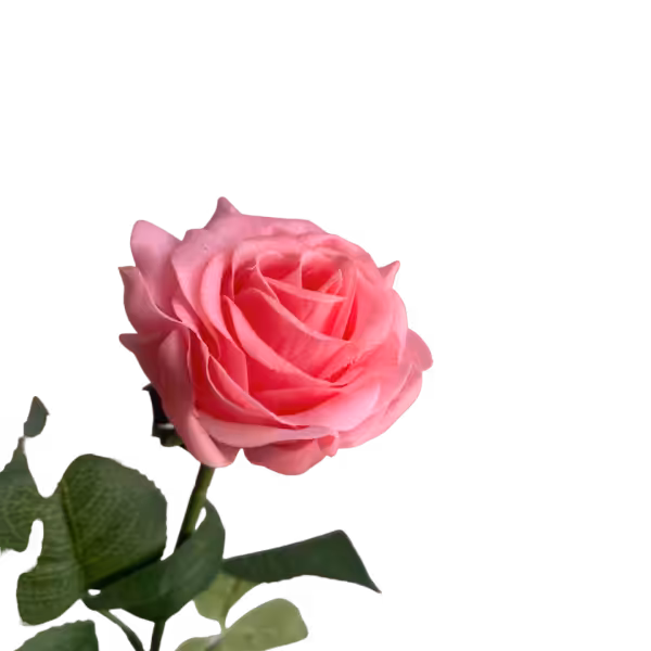 Candy Pink Ella Real Touch Rose