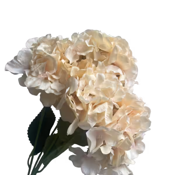 Champagne Bianca 5-Head Hydrangea Bunch