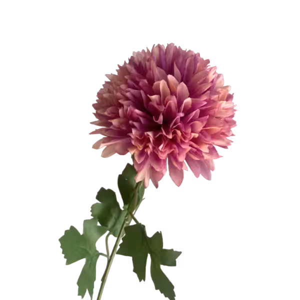 Light Fuchsia Ombre Isla Chrysanthemum
