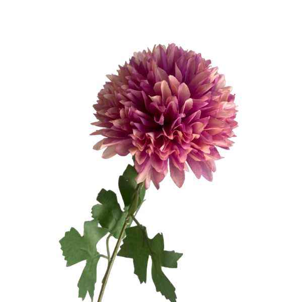 Light Fuchsia Ombre Isla Chrysanthemum