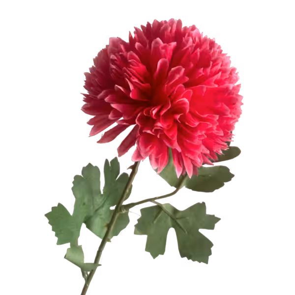 Hot Pink Isla Chrysanthemum
