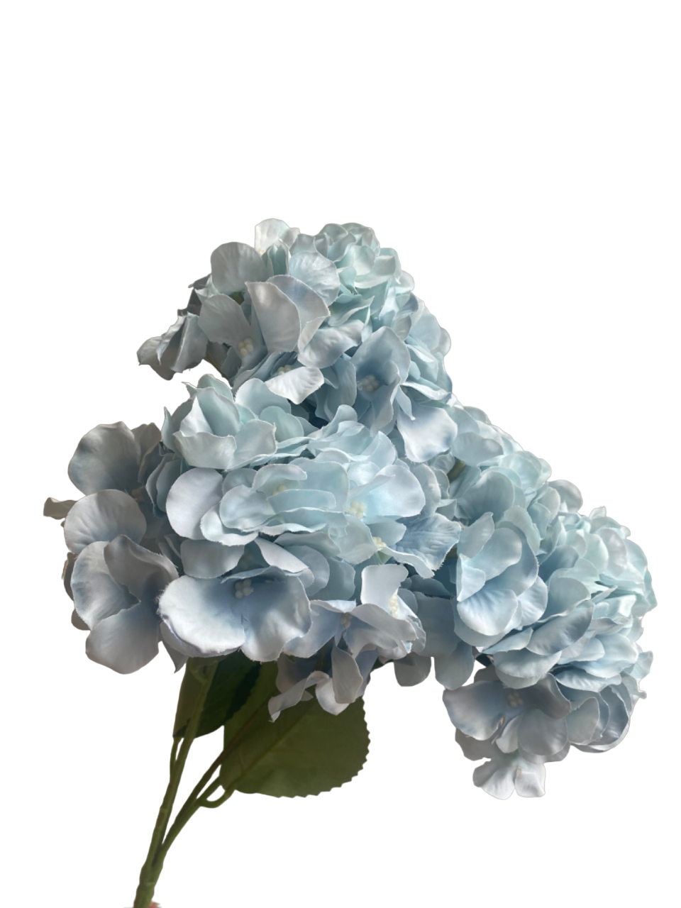 Light Blue Bianca 5-Head Hydrangea Bunch