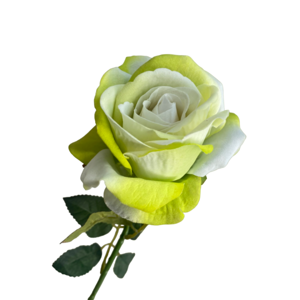 Lime Ombre Bella Velvet Rose