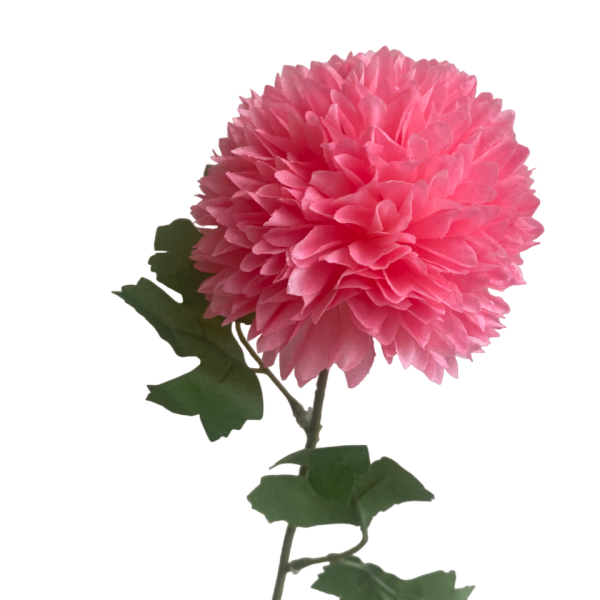 Lolly Pink Isla Chrysanthemum