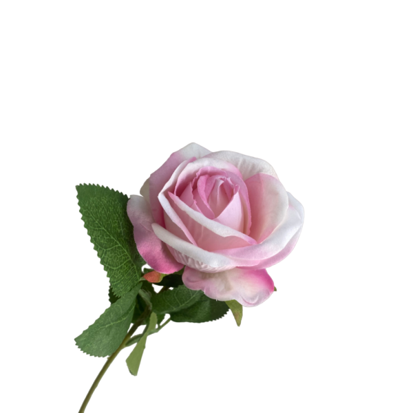 Pastel Pink Ombre Sara Mini Velvet Rose