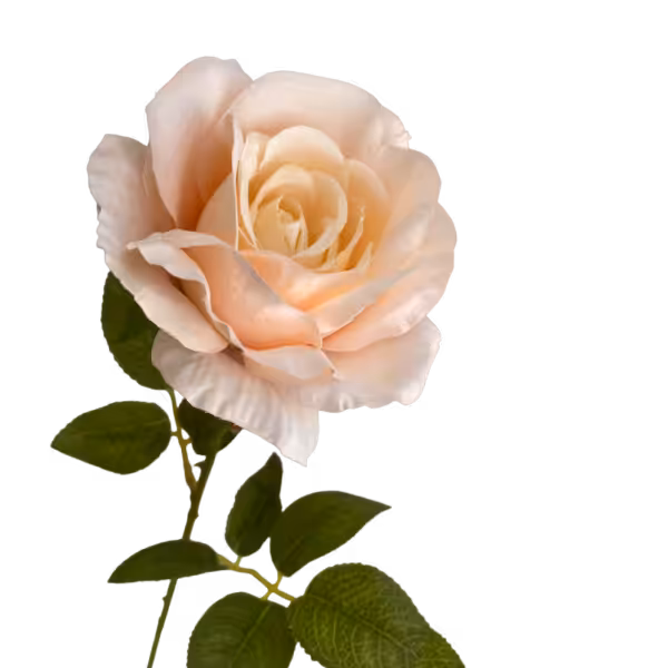 Peach Nova Silk Rose