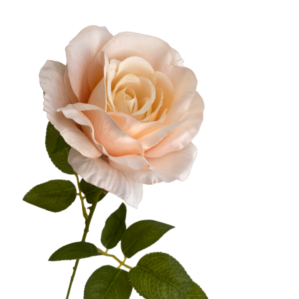 Peach Nova Silk Rose