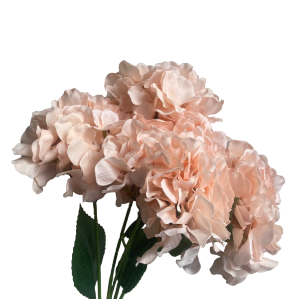 Peach Bianca 5-Head Hydrangea Bunch