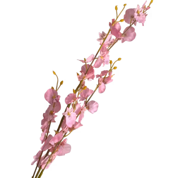 Pink Dana Dancing Orchid