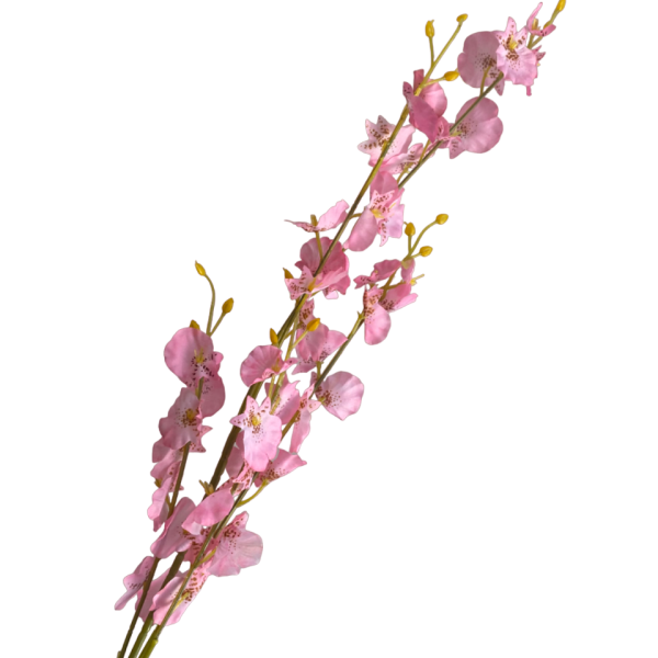 Pink Dana Dancing Orchid