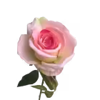 Pink Ombre Bella Velvet Rose