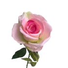 Pink Ombre Bella Velvet Rose