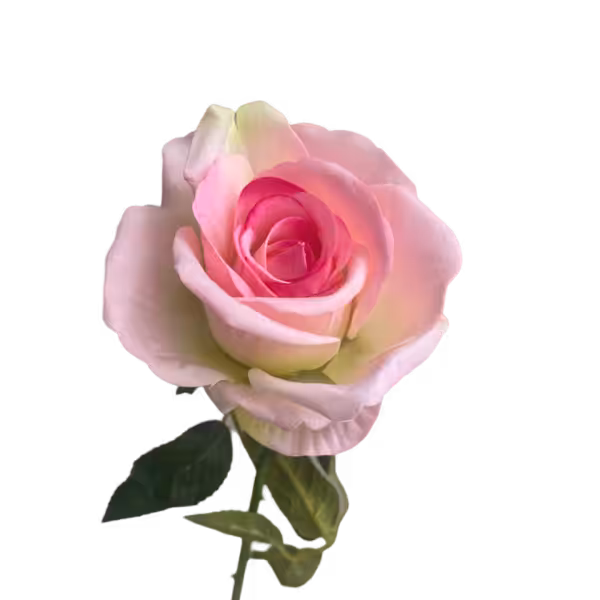 Pink Ombre Bella Velvet Rose