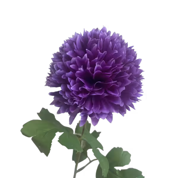 Purple Isla Chrysanthemum