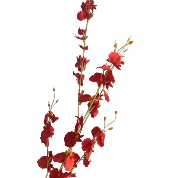 Red Dana Dancing Orchid