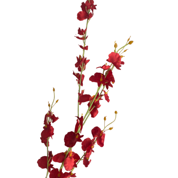 Red Dana Dancing Orchid