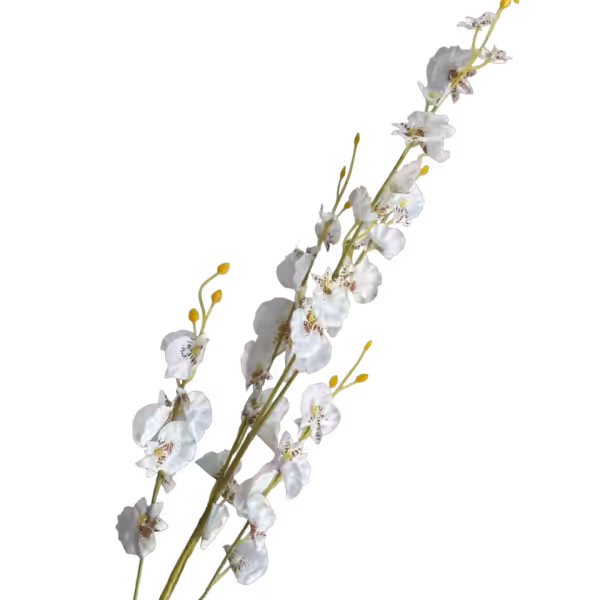White Dana Dancing Orchid