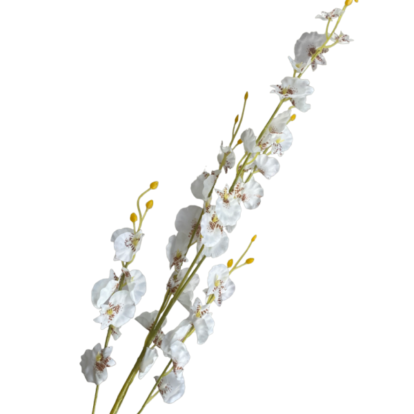 White Dana Dancing Orchid