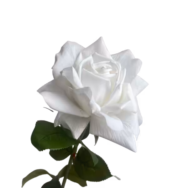 White Eva Real Touch Rose
