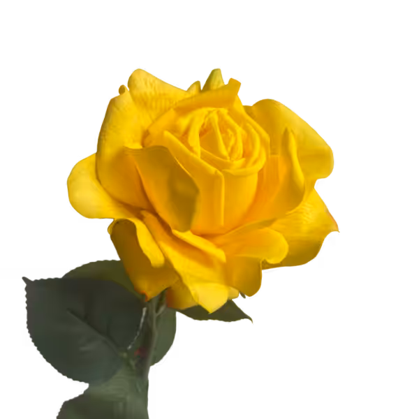 Yellow Eva Real Touch Rose
