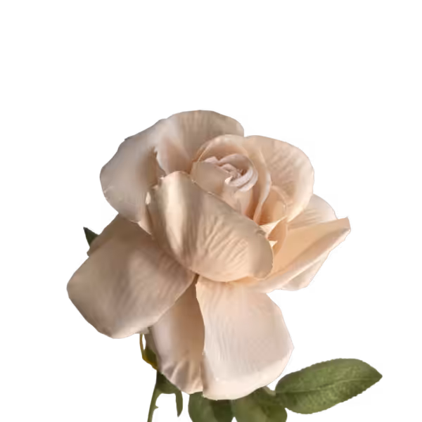 Beige Nova Silk Rose