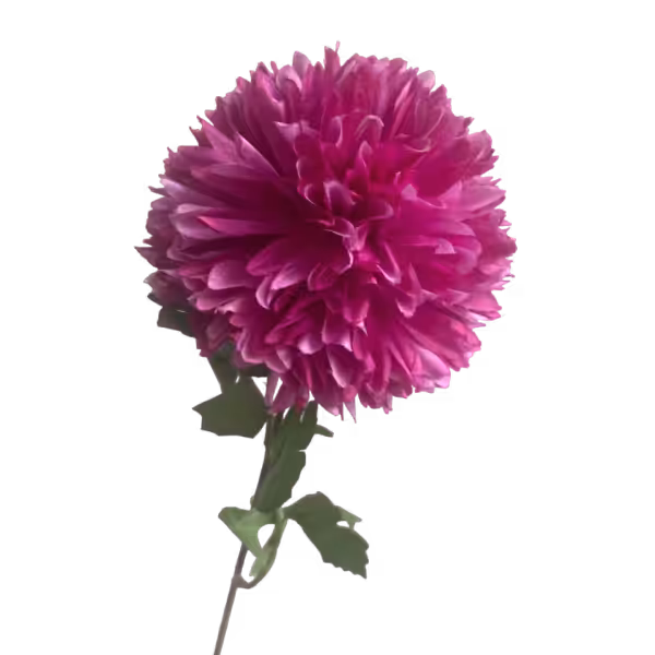 Fuchsia Ombre Isla Chrysanthemum
