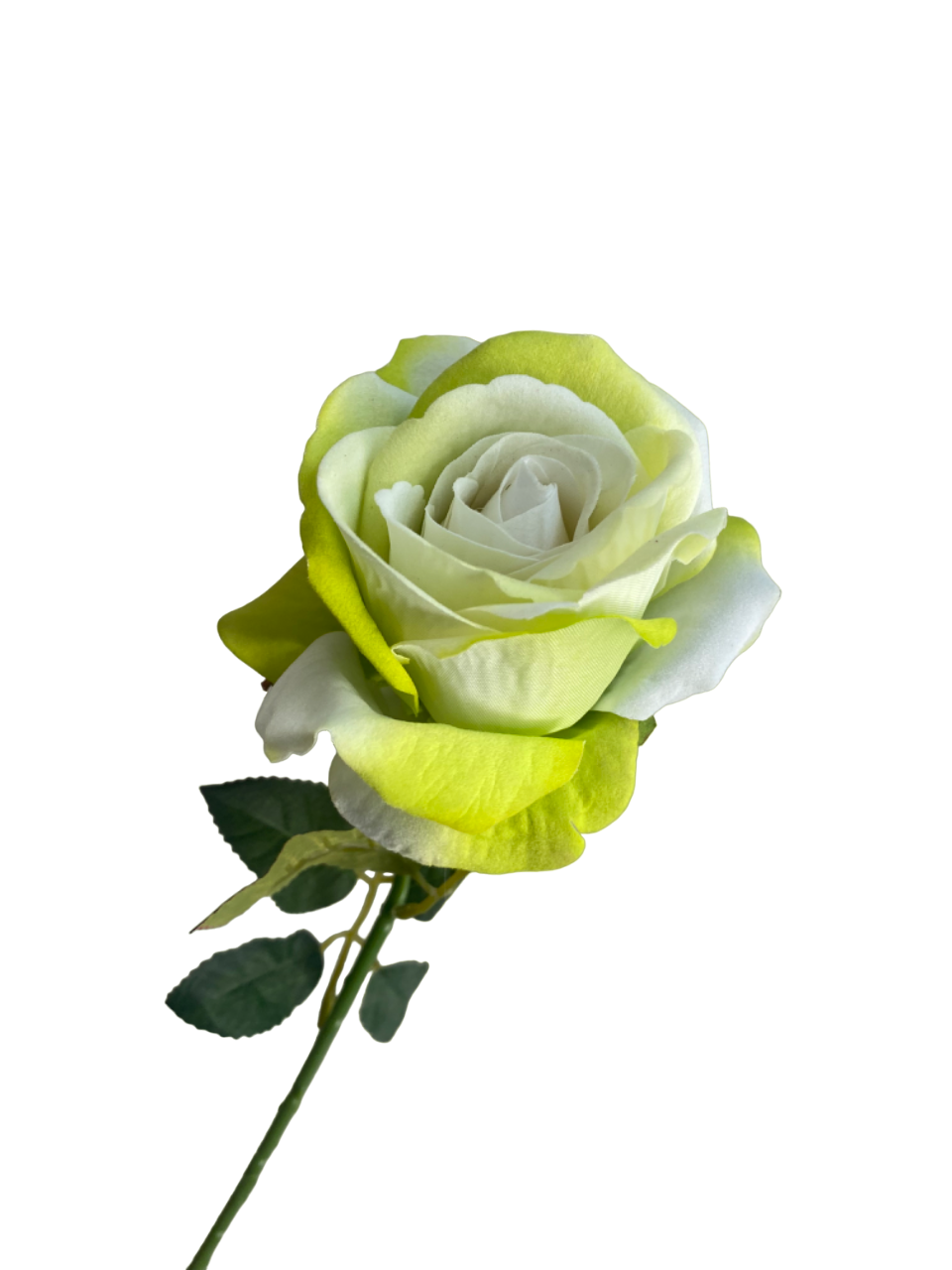 Lime Ombre Bella Velvet Rose