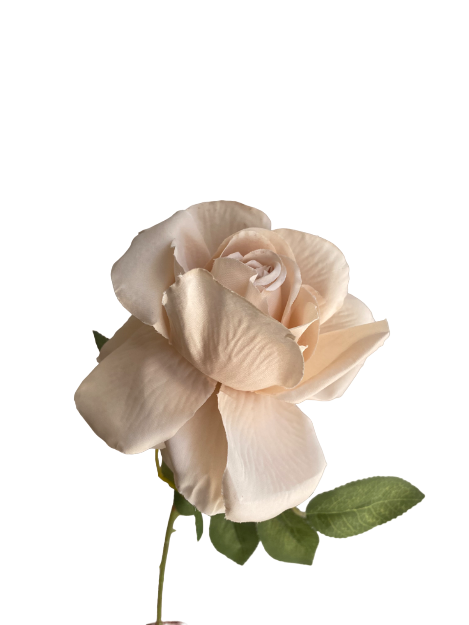 Beige Nova Silk Rose