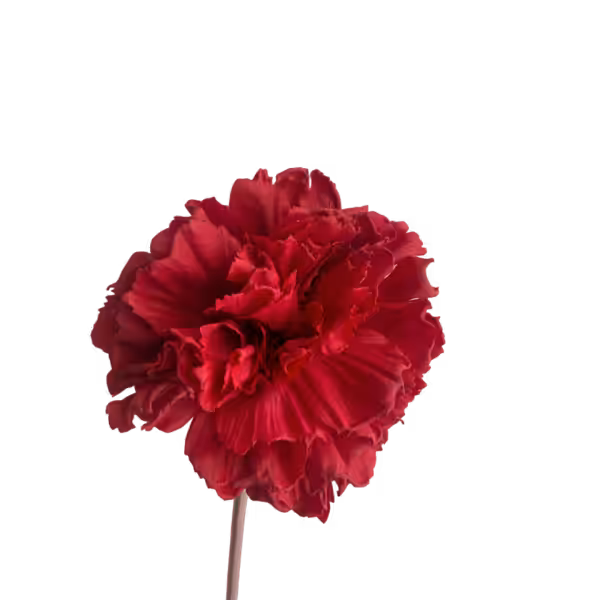 Red Lucy Real Touch Carnation