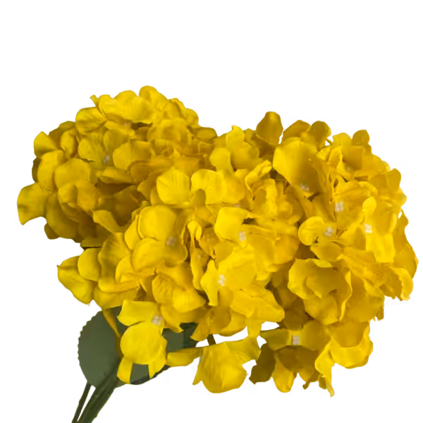 Yellow Bianca 5-Head Hydrangea Bunch