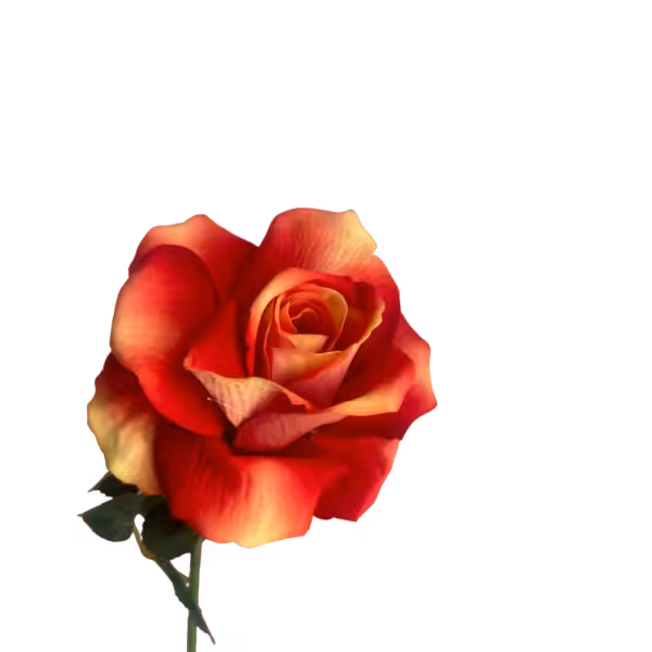Orange Ombre Bella Velvet Rose