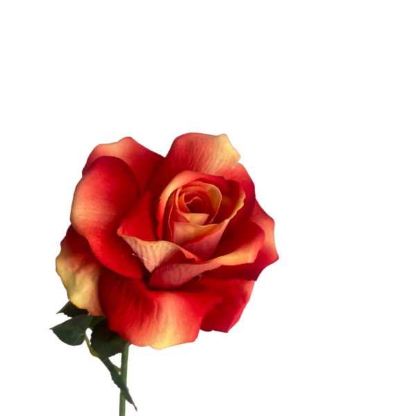 Orange Ombre Bella Velvet Rose