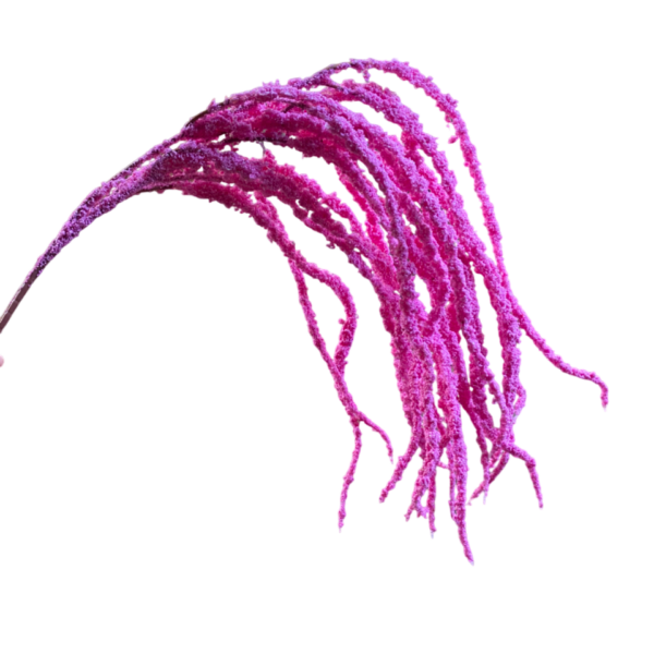Hot Pink Camilla Amaranthus
