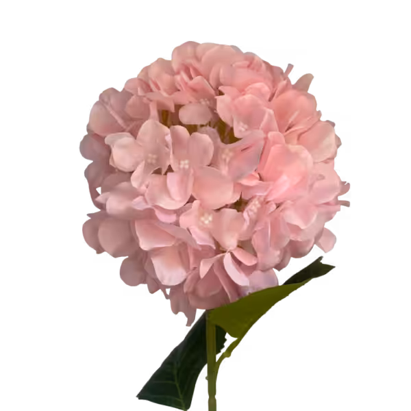 Light Pink Delta Hydrangea Stem