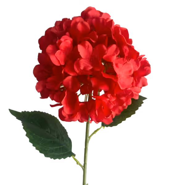 Red Delta Hydrangea Stem