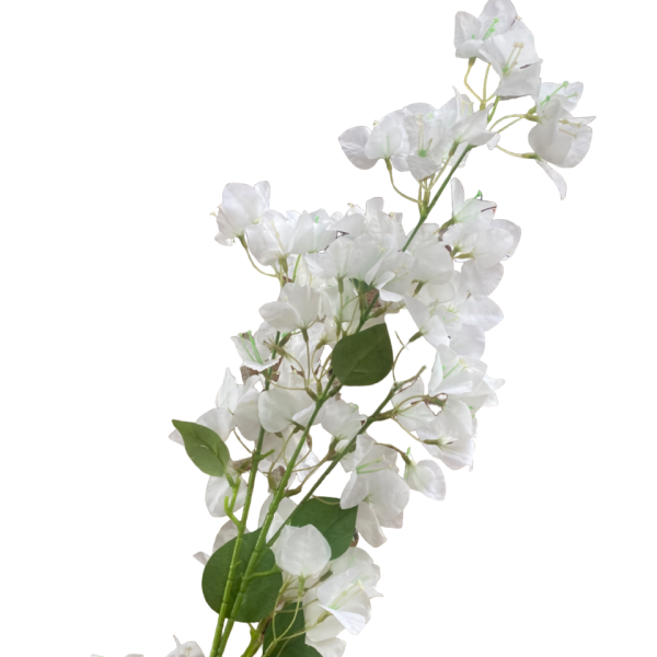 White Becca Bougainvillea