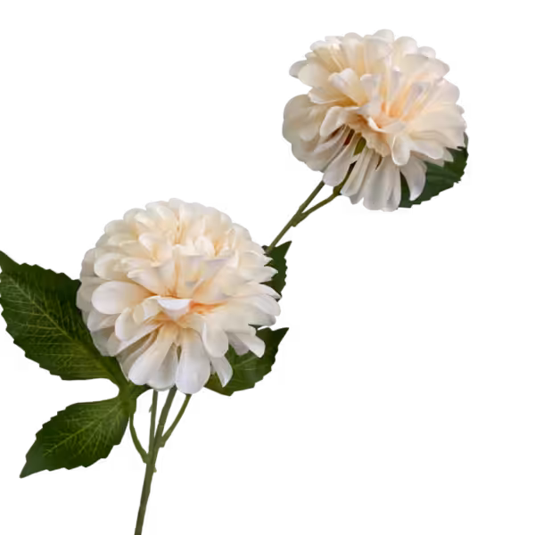 Champagne Bronte Dahlia Spray