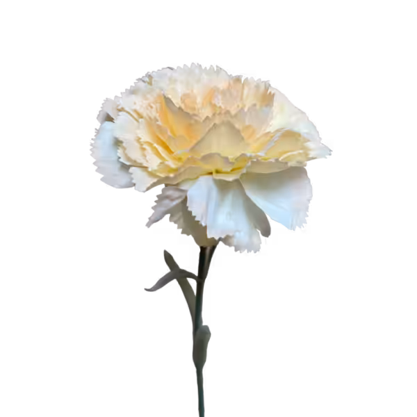 Champagne Gigi Silk Carnation