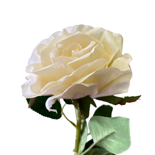 Champagne Stella Silk Rose