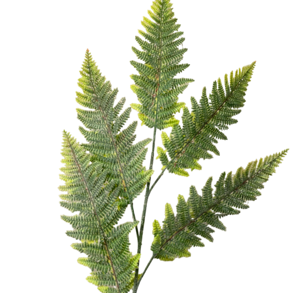 Green Harper Fern