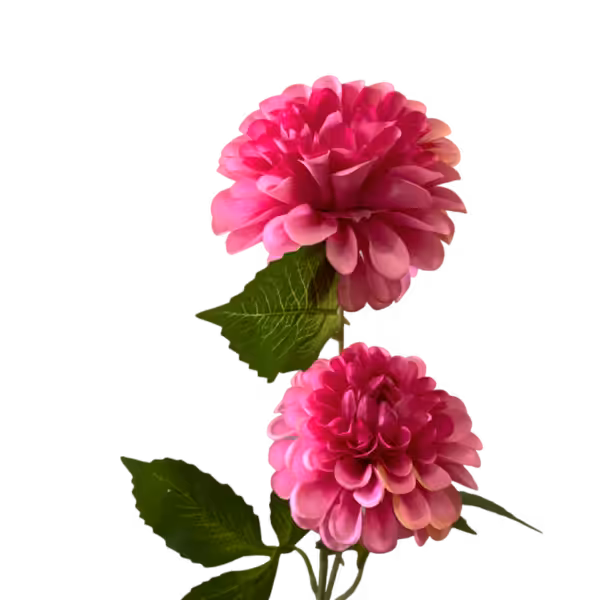 Hot Pink Bronte Dahlia Spray