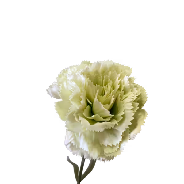 Light Green Gigi Silk Carnation
