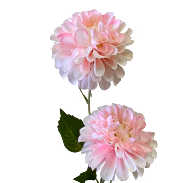 Light Pink Bronte Dahlia Spray